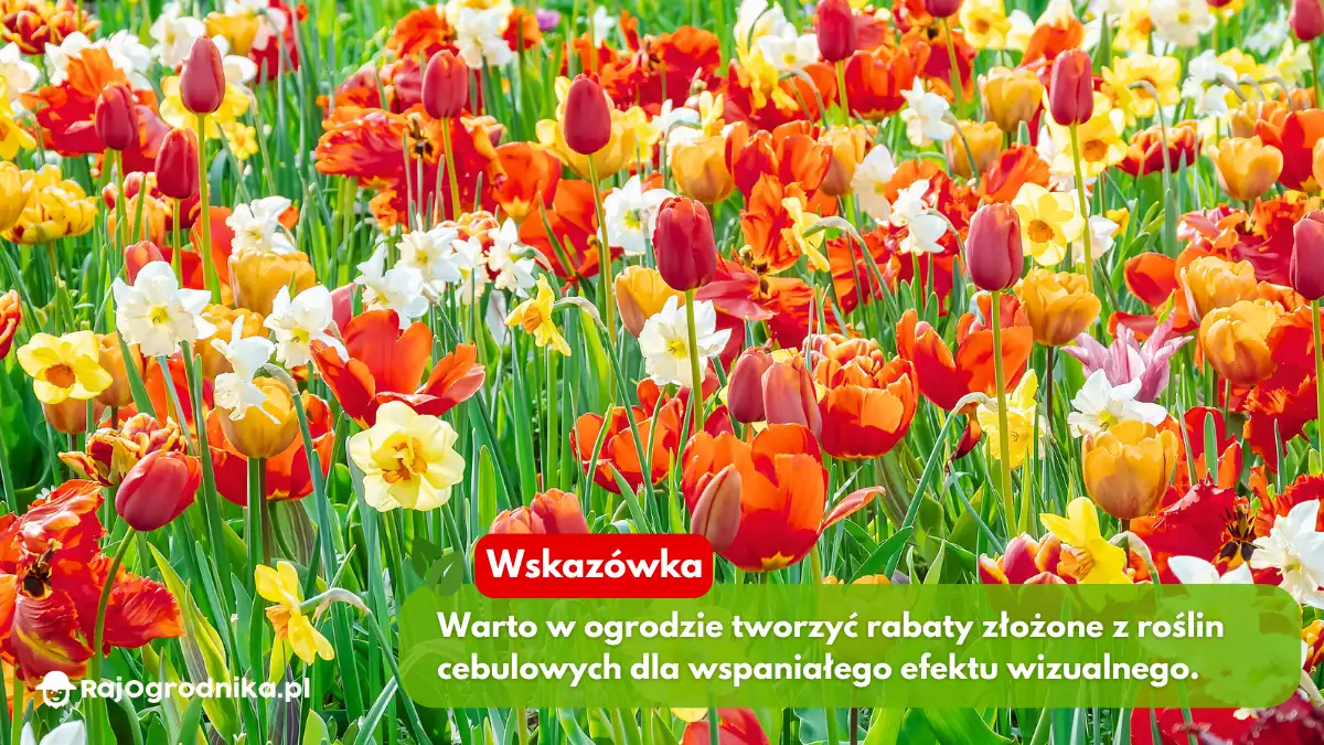 Sadzenie-i-pielęgnacja-tulipanów-w-ogrodzie-blog-sklep-rajogrodnika